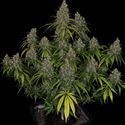 Choco Haze (Zamnesia Seeds) Feminiserade