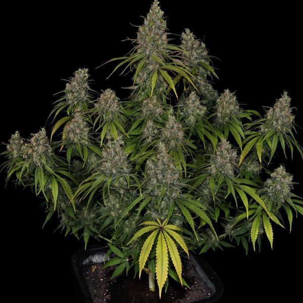 Choco Haze (Zamnesia Seeds) Feminiserade