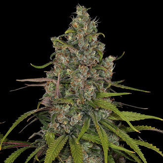 Choco Haze (Zamnesia Seeds) Feminiserade