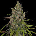 Choco Haze (Zamnesia Seeds) Feminiserade