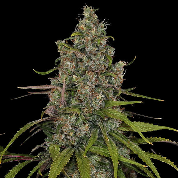Choco Haze (Zamnesia Seeds) Feminiserade