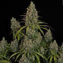 Choco Haze (Zamnesia Seeds) Feminiserade