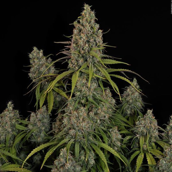Choco Haze (Zamnesia Seeds) Feminiserade