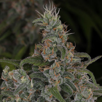 Choco Haze (Zamnesia Seeds) Feminiserade