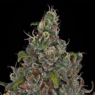 Choco Haze (Zamnesia Seeds) Feminiserade