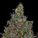 Choco Haze (Zamnesia Seeds) Feminiserade