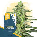 Classic Skunk (Zamnesia Seeds) Feminiserade