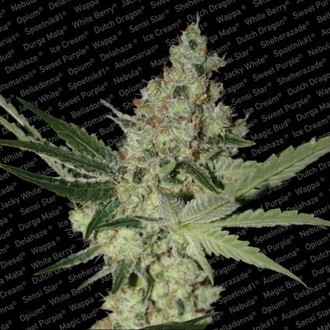 Acid (Paradise Seeds) Feminiserade