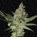 Acid (Paradise Seeds) Feminiserade