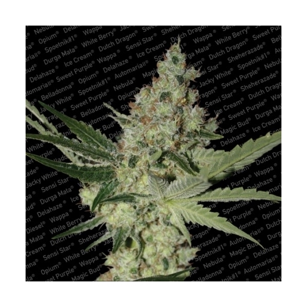 Acid (Paradise Seeds) Feminiserade