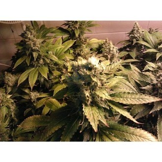 Acid (Paradise Seeds) Feminiserade