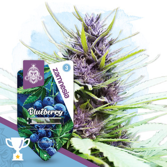 Blueberry Autoflower (Zamnesia Seeds) feminiserade