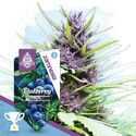 Blueberry Autoflower (Zamnesia Seeds) Feminiserade
