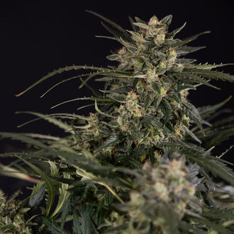 Northern Lights Autoflower (Zamnesia Seeds) Feminiserade