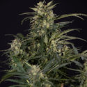 Northern Lights Autoflower (Zamnesia Seeds) Feminiserade