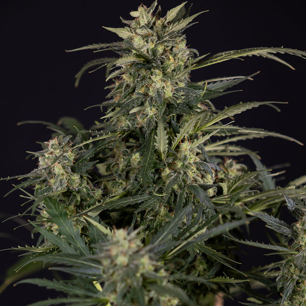 Northern Lights Autoflower (Zamnesia Seeds) Feminiserade