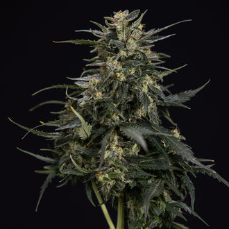 Northern Lights Autoflower (Zamnesia Seeds) Feminiserade