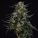 Northern Lights Autoflower (Zamnesia Seeds) Feminiserade
