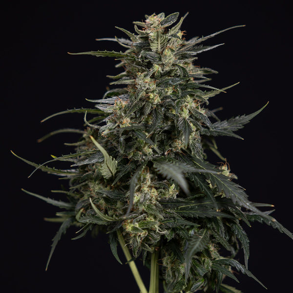 Northern Lights Autoflower (Zamnesia Seeds) Feminiserade