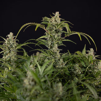 Northern Lights Autoflower (Zamnesia Seeds) Feminiserade