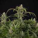 Northern Lights Autoflower (Zamnesia Seeds) Feminiserade