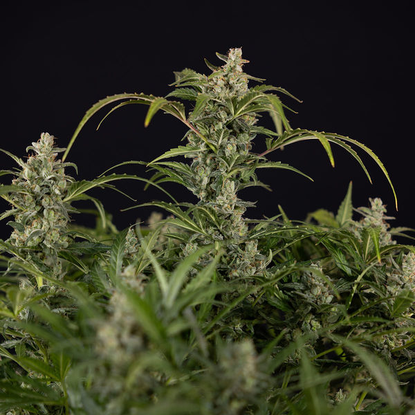 Northern Lights Autoflower (Zamnesia Seeds) Feminiserade