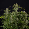 Northern Lights Autoflower (Zamnesia Seeds) Feminiserade
