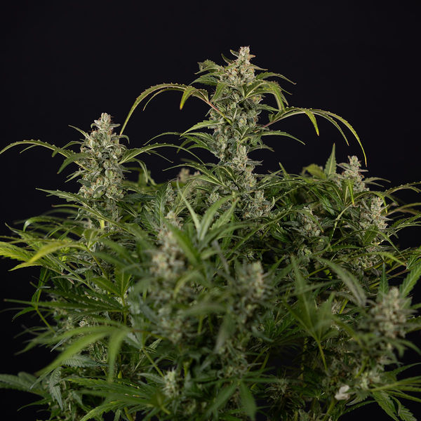 Northern Lights Autoflower (Zamnesia Seeds) Feminiserade