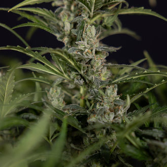 Northern Lights Autoflower (Zamnesia Seeds) Feminiserade