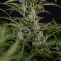 Northern Lights Autoflower (Zamnesia Seeds) Feminiserade