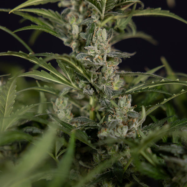 Northern Lights Autoflower (Zamnesia Seeds) Feminiserade