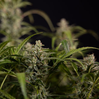 Northern Lights Autoflower (Zamnesia Seeds) Feminiserade