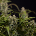 Northern Lights Autoflower (Zamnesia Seeds) Feminiserade