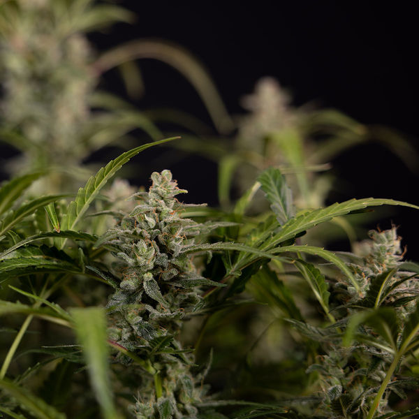 Northern Lights Autoflower (Zamnesia Seeds) Feminiserade