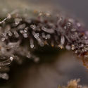 Northern Lights Autoflower (Zamnesia Seeds) Feminiserade