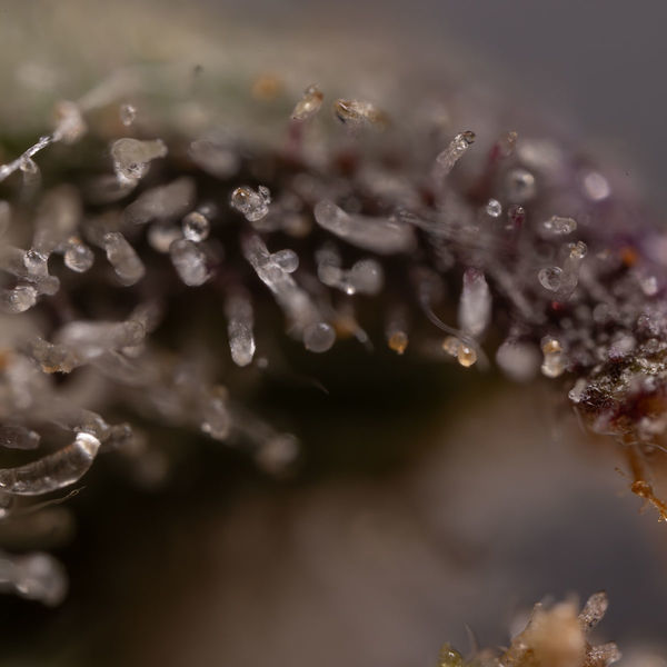 Northern Lights Autoflower (Zamnesia Seeds) Feminiserade