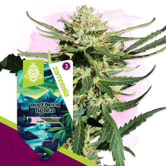 Northern Lights Autoflower (Zamnesia Seeds) feminiserade