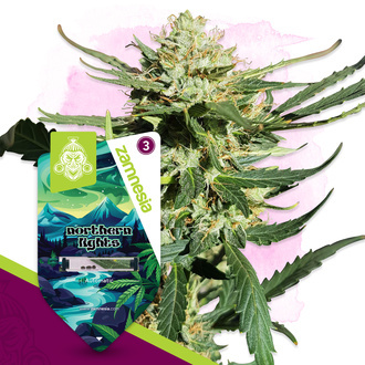 Northern Lights Autoflower (Zamnesia Seeds) Feminiserade