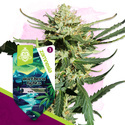 Northern Lights Autoflower (Zamnesia Seeds) Feminiserade