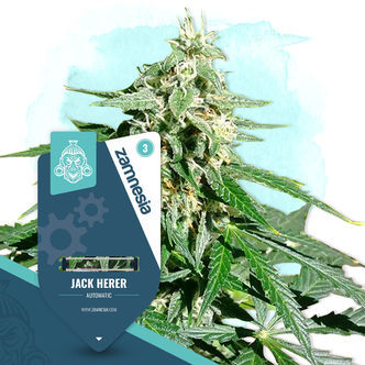 Jack Herer Automatic (Zamnesia Seeds) feminiserade
