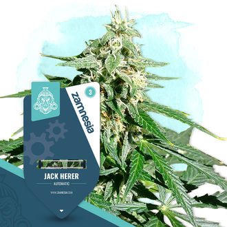 Jack Herer Autoflower (Zamnesia Seeds) Feminiserade