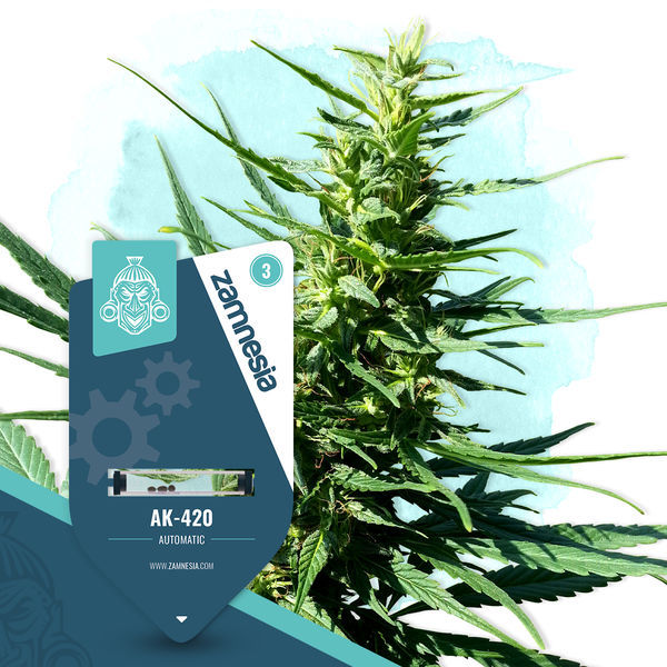 AK-420 Autoflower (Zamnesia Seeds) Feminiserade