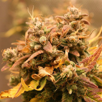 AK-420 Autoflower (Zamnesia Seeds) Feminiserade