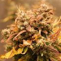 AK-420 Autoflower (Zamnesia Seeds) Feminiserade
