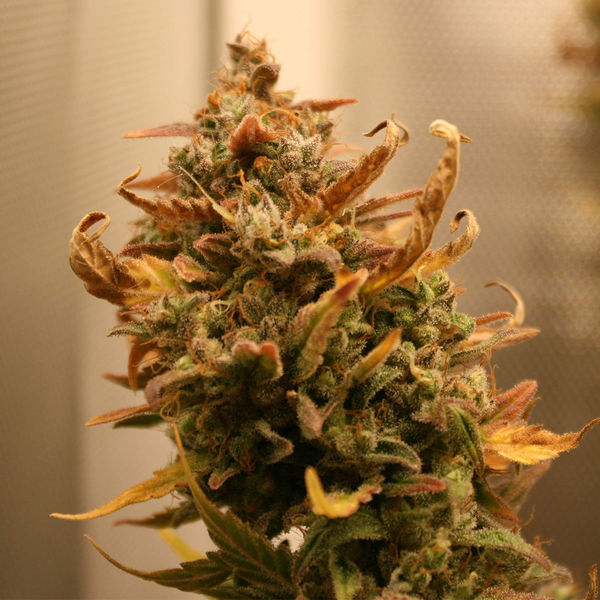 AK-420 Autoflower (Zamnesia Seeds) Feminiserade