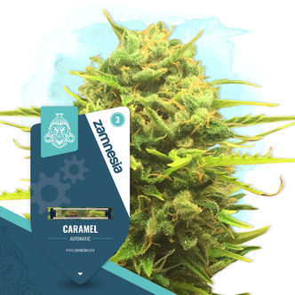 Caramel Automatic (Zamnesia Seeds) feminiserade