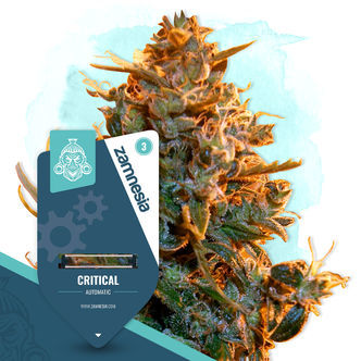 Critical Automatic (Zamnesia Seeds) feminiserad