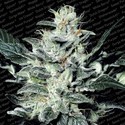 Sensi Star (Paradise Seeds) Feminiserade