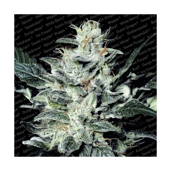 Sensi Star (Paradise Seeds) Feminiserade
