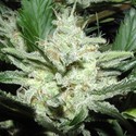 Sensi Star (Paradise Seeds) Feminiserade